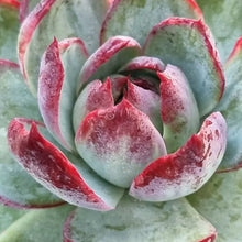 Load image into Gallery viewer, Echeveria agavoides 'Casio'