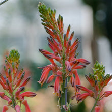 Load image into Gallery viewer, Aloe somaliensis