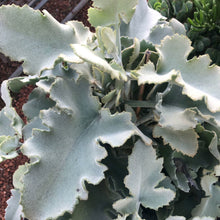 Load image into Gallery viewer, Kalanchoe beharensis