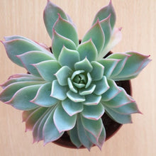 Load image into Gallery viewer, Echeveria 'Kirov'