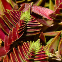 Load image into Gallery viewer, Crassula capitella subsp. thyrsiflora 'Red Pagoda'