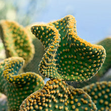 Load image into Gallery viewer, Opuntia microdasys var. pallida cristata