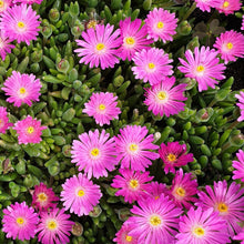 Load image into Gallery viewer, Delosperma sutherlandii