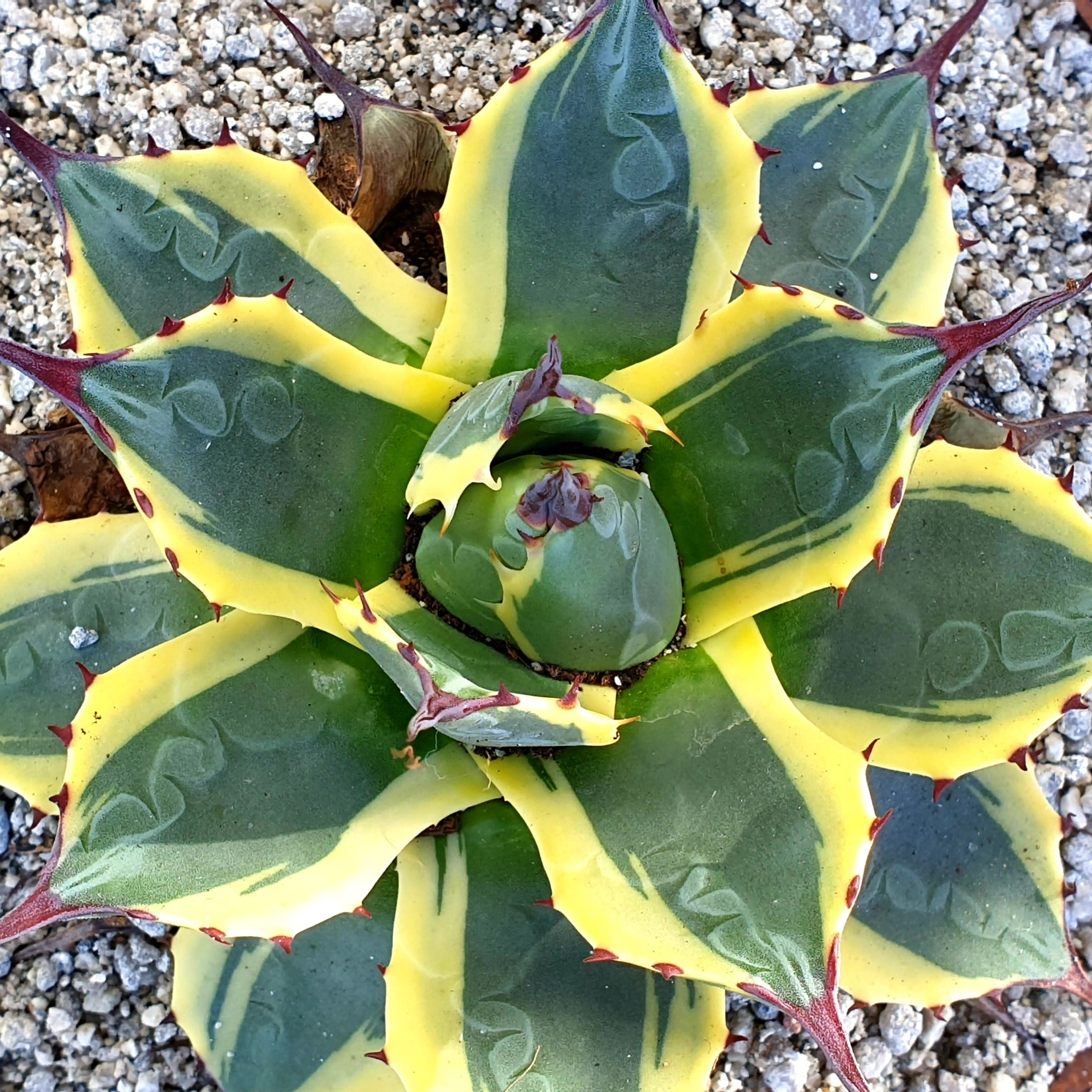 Agave parryi 'Cream Spike' – Coastal Succulents, Cacti & Alpines