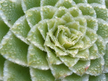 Load image into Gallery viewer, Aeonium 'Emerald Ice'