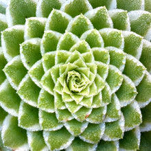 Load image into Gallery viewer, Aeonium 'Emerald Ice'