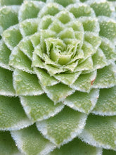 Load image into Gallery viewer, Aeonium 'Emerald Ice'