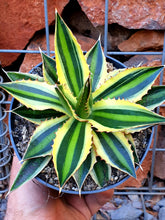 Load image into Gallery viewer, Agave lophanta 'Quadricolor'