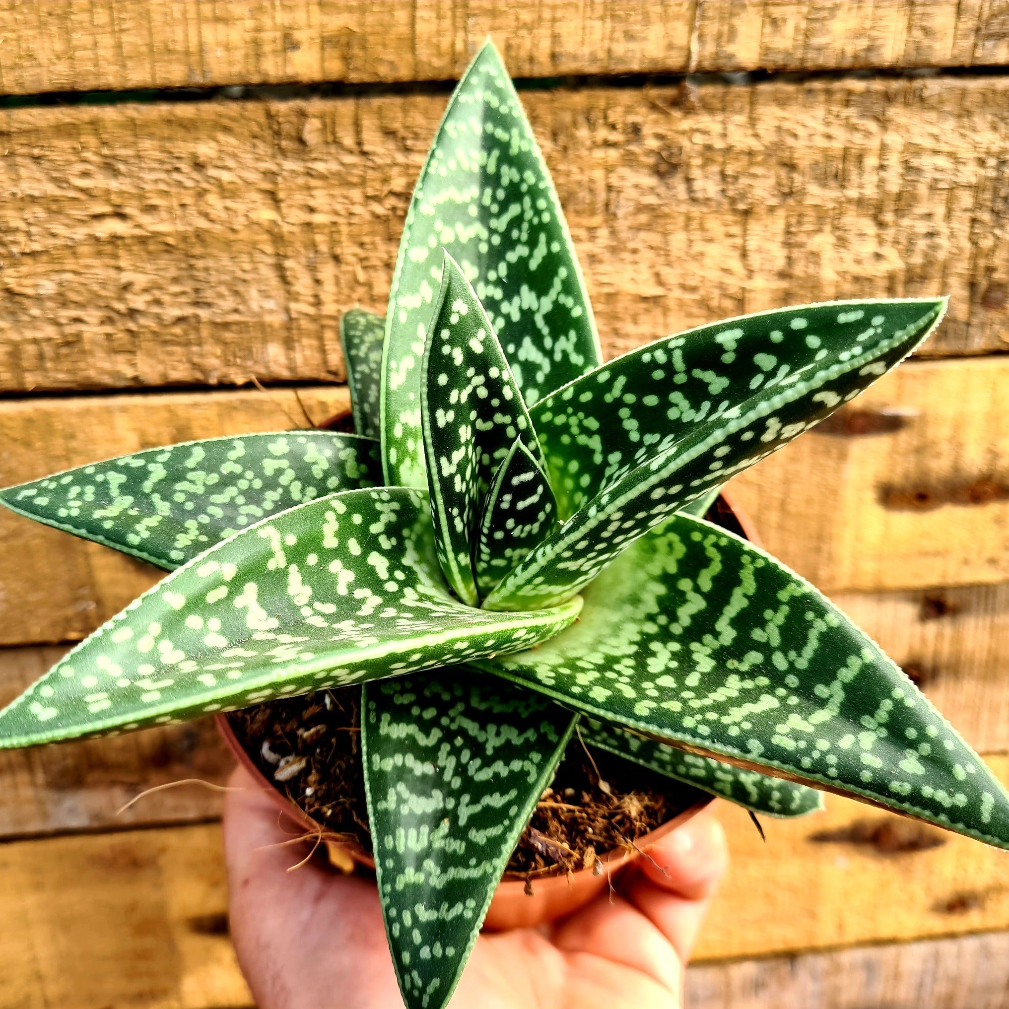 variegated aloe vera plant Aloe 'Variegata' aka 'The Tiger Aloe'