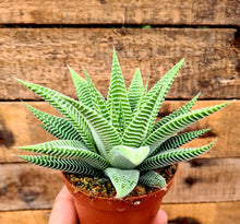 Load image into Gallery viewer, Haworthia limifolia 'Spider White'