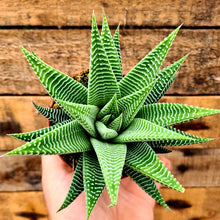Load image into Gallery viewer, Haworthia limifolia 'Spider White'