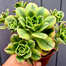 Load image into Gallery viewer, Aeonium 'Floresens'