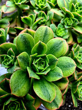 Load image into Gallery viewer, Aeonium 'Floresens'