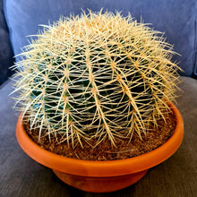Load image into Gallery viewer, Echinocactus grusonii 'Golden Barrel Cactus'
