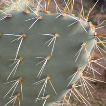 Load image into Gallery viewer, Opuntia engelmannii