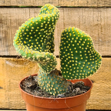 Load image into Gallery viewer, Opuntia microdasys var. pallida cristata