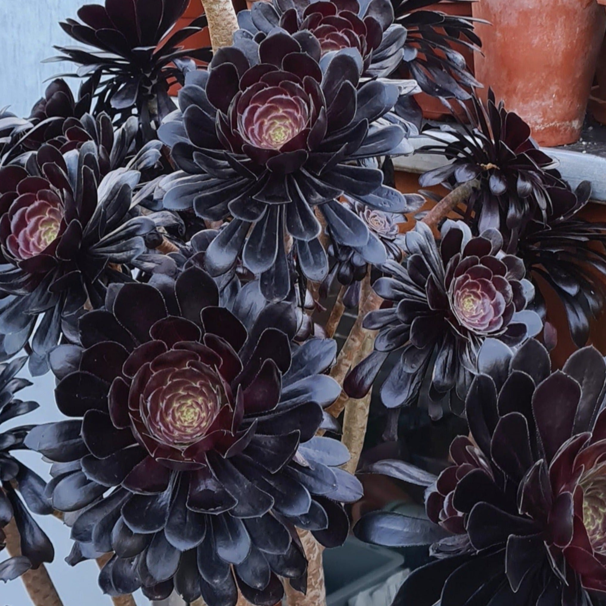 aeonium schwarzkopf succulent Aeonium arboreum 'Schwarzkopf'