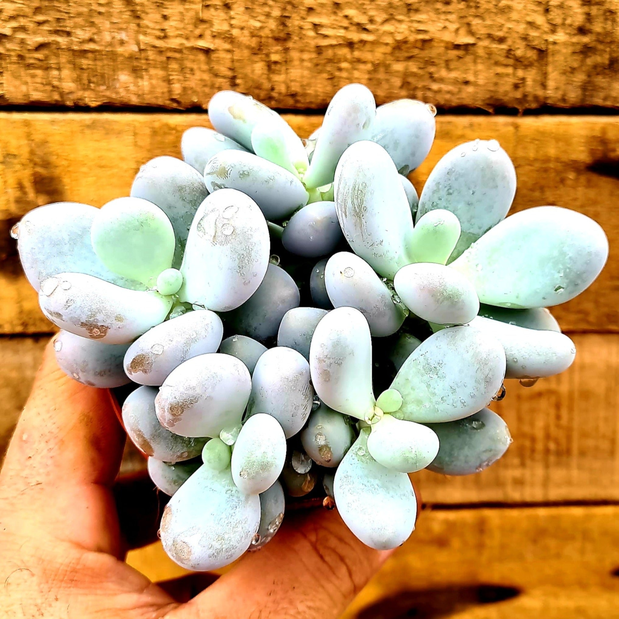 Pachyphytum oviferum 'Moonstones'