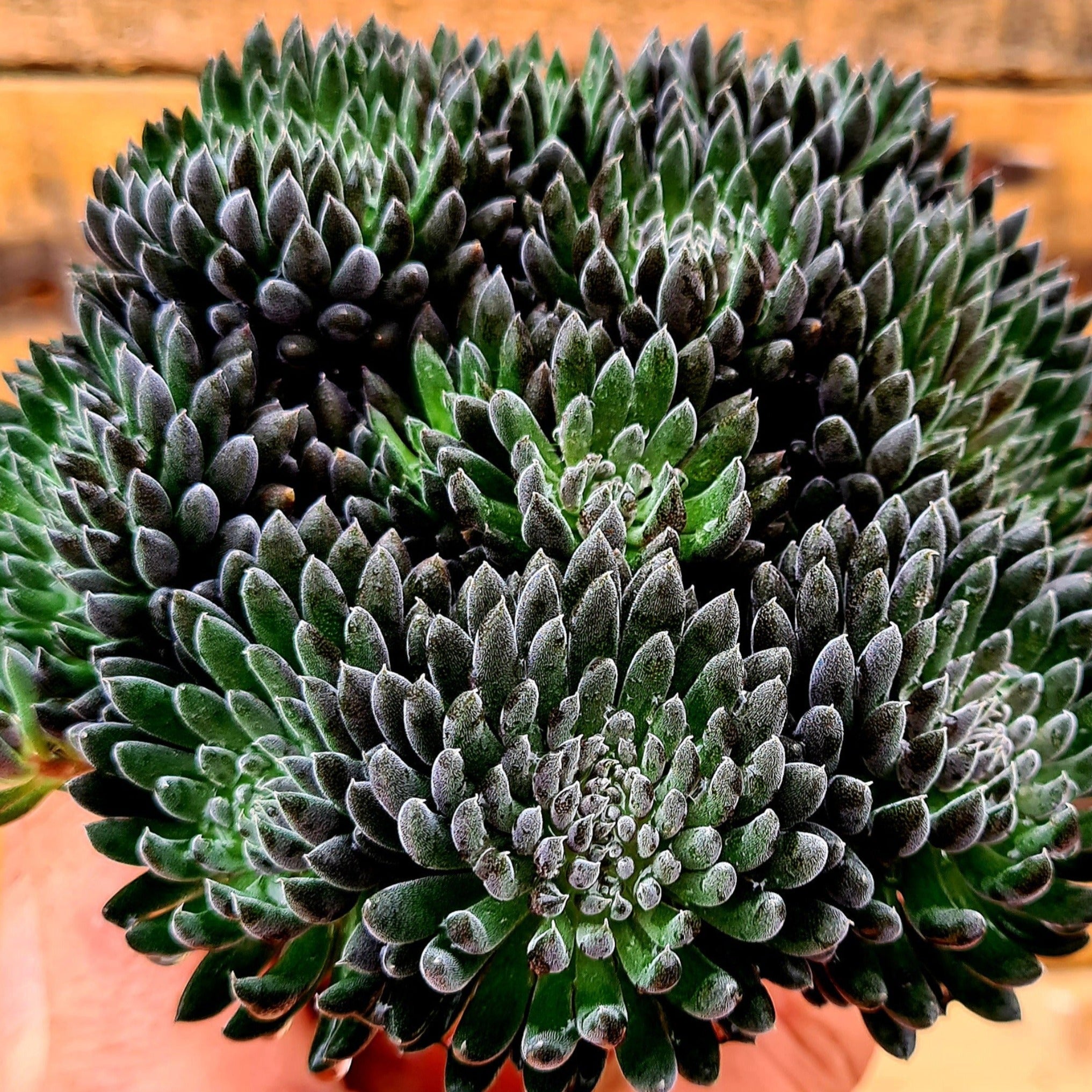 yunnanensis succulent Sinocrassula yunnanensis