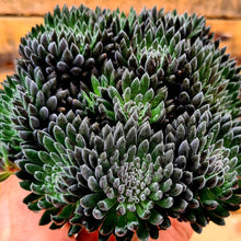 Load image into Gallery viewer, Sinocrassula yunnanensis