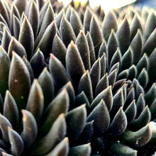 Load image into Gallery viewer, Sinocrassula yunnanensis