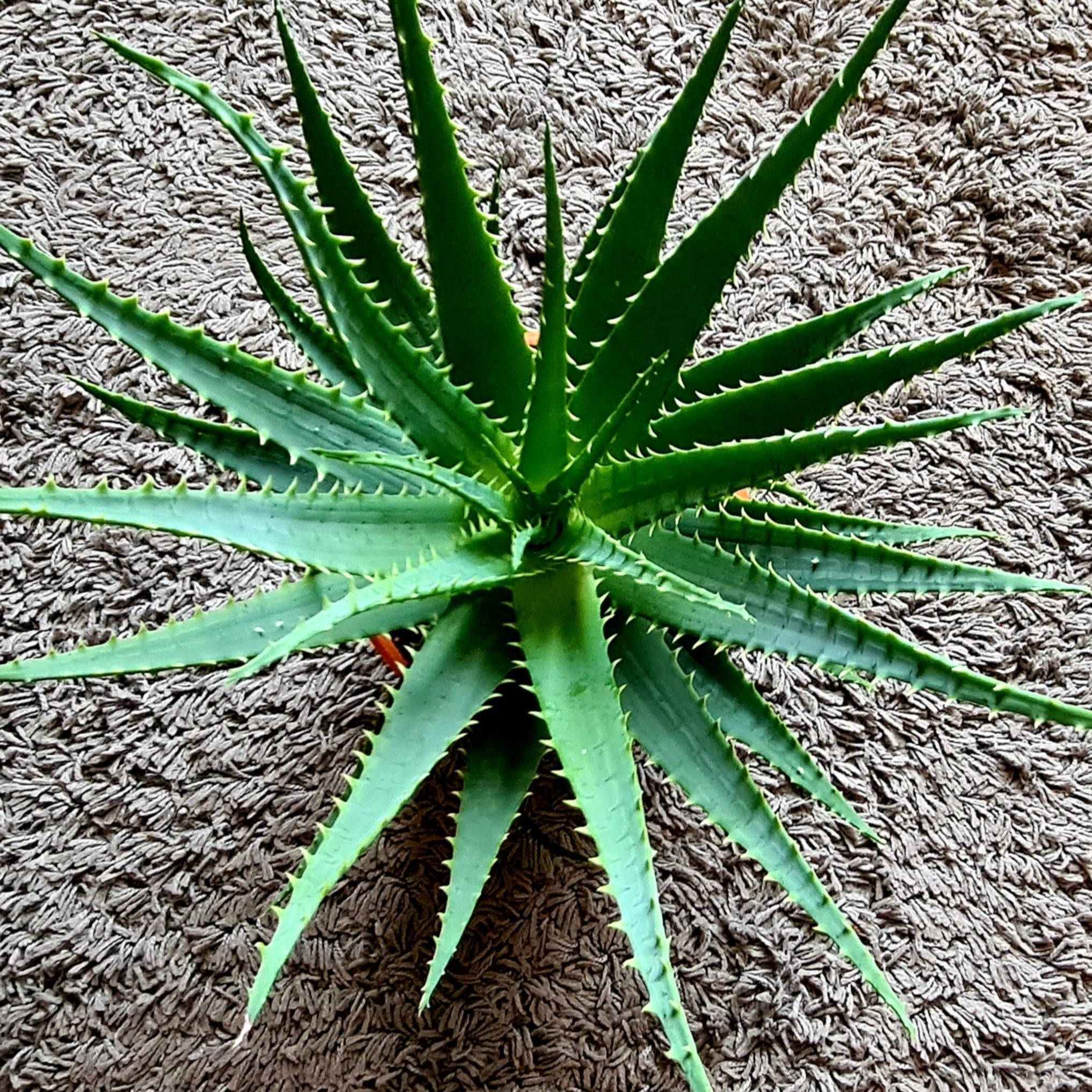 aloe vera plant philippines Aloe 'arborescens' – Coastal Succulents, Cacti & Alpines