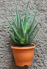 Load image into Gallery viewer, Aloe 'arborescens'
