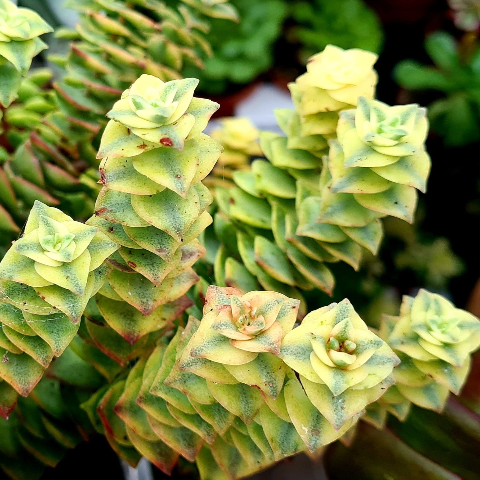 crassula variegated succulent Crassula perforata 'variegata'