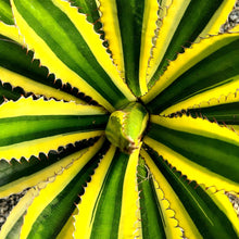 Load image into Gallery viewer, Agave lophanta 'Quadricolor'