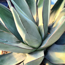 Load image into Gallery viewer, Agave nigra 'Sharkskin Agave'