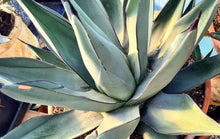 Load image into Gallery viewer, Agave nigra 'Sharkskin Agave'