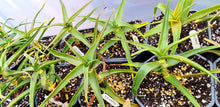 Load image into Gallery viewer, Aloe striatula