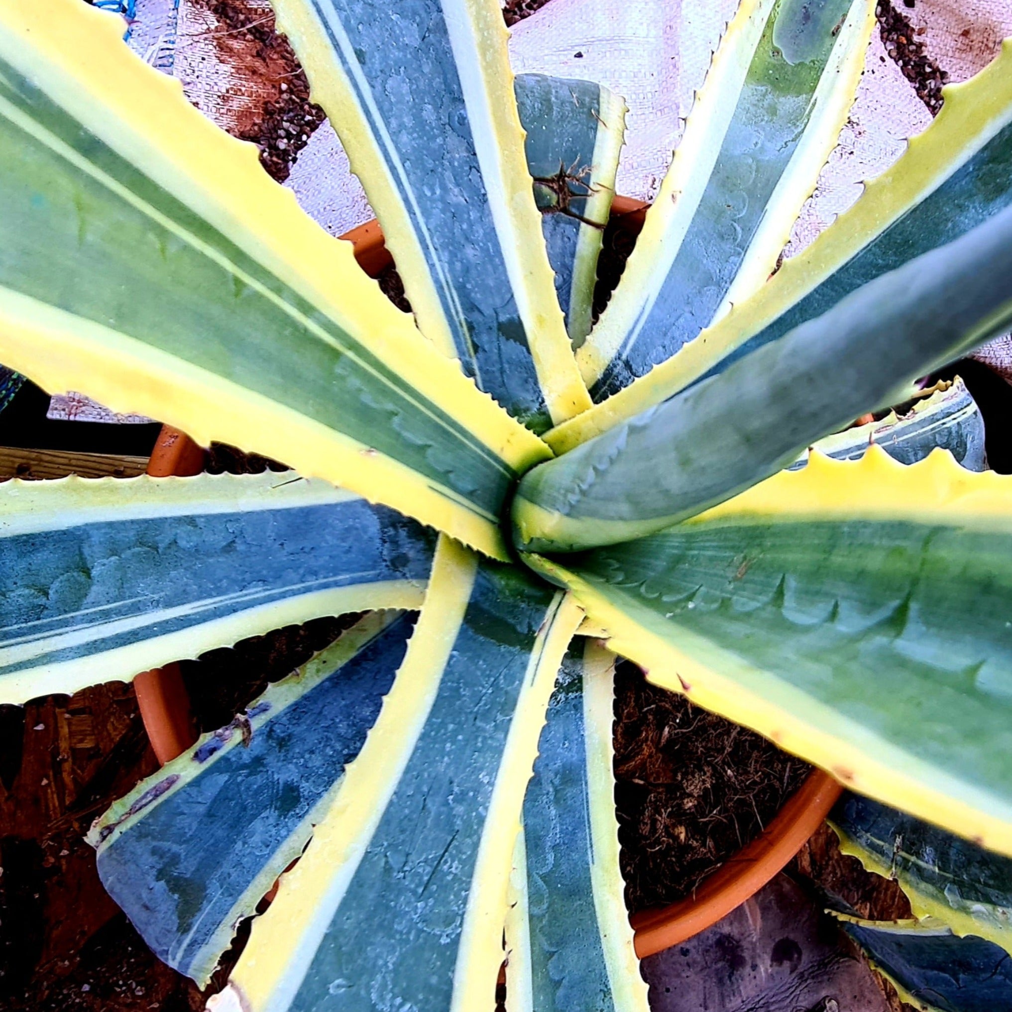 Agave americana \'variegata\' Succulents, – Alpines Coastal Cacti 