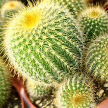 Load image into Gallery viewer, Parodia leninghausii