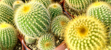 Load image into Gallery viewer, Parodia leninghausii