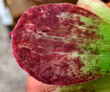 Load image into Gallery viewer, Aeonium 'Taeyang'