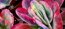 Load image into Gallery viewer, Kalanchoe thyrisflora variegata
