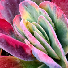Load image into Gallery viewer, Kalanchoe thyrisflora variegata