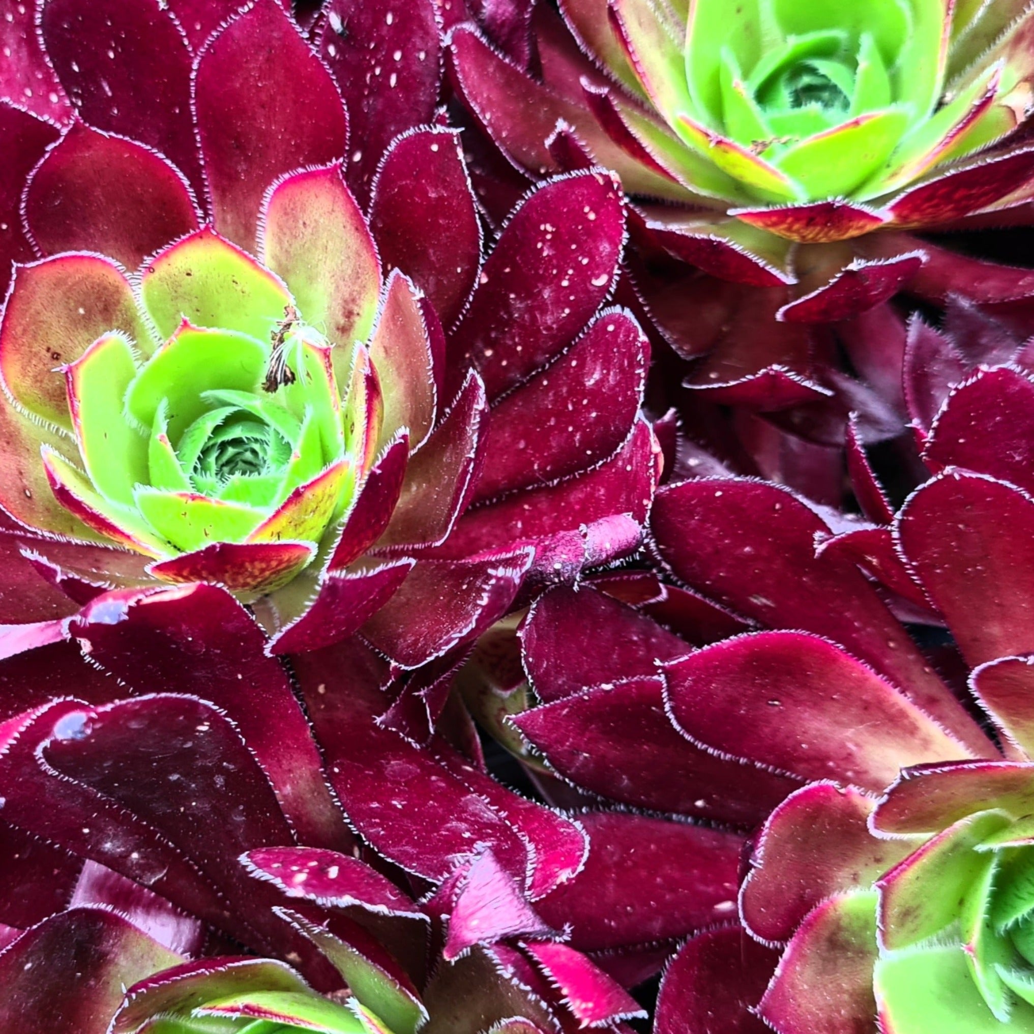 flame plant succulent Aeonium 'Phoenix Flame'