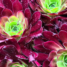Load image into Gallery viewer, Aeonium 'Phoenix Flame'