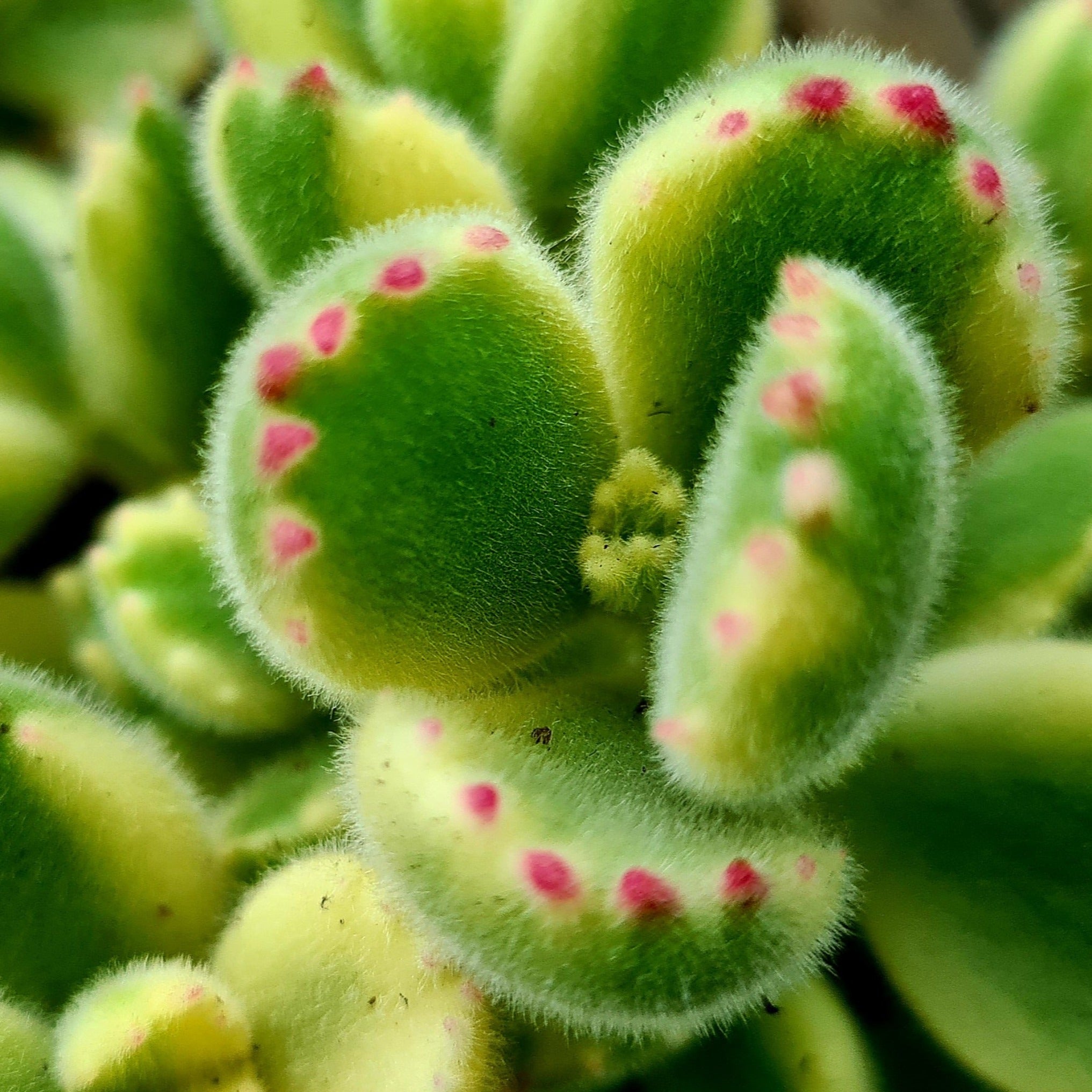 Cotyledon tomentosa subs. ladismithiensis f. variegata 'The Bears Paw –  Coastal Succulents, Cacti & Alpines