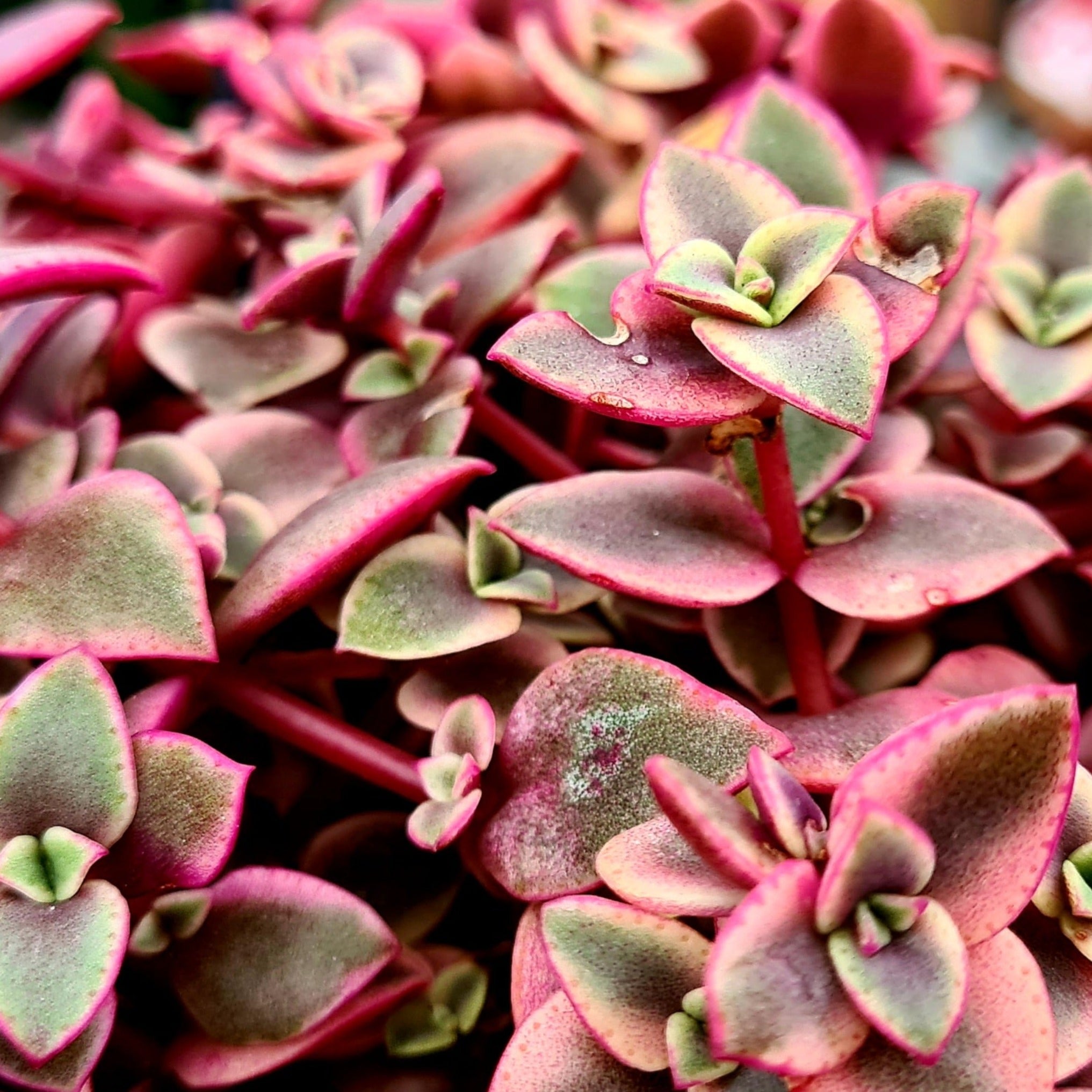 rubra succulent Crassula marginalis rubra
