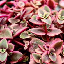 Load image into Gallery viewer, Crassula marginalis rubra