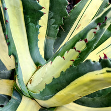 Load image into Gallery viewer, Agave americana 'Mediopicta Alba'