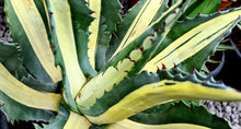 Load image into Gallery viewer, Agave americana 'Mediopicta Alba'