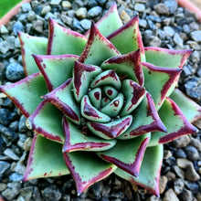 Load image into Gallery viewer, Echeveria agavoides 'Ebony'