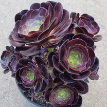 Load image into Gallery viewer, Aeonium 'Voodoo'