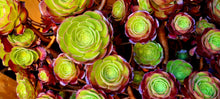 Load image into Gallery viewer, Aeonium 'Velour'
