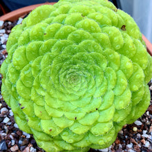 Load image into Gallery viewer, Aeonium Taubliforme
