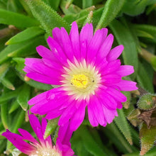 Load image into Gallery viewer, Delosperma sutherlandii